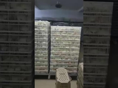 सबसे आम प्रकार का इनक्यूबेटर कौन सा है?